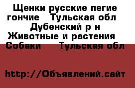 Щенки русские пегие гончие - Тульская обл., Дубенский р-н Животные и растения » Собаки   . Тульская обл.